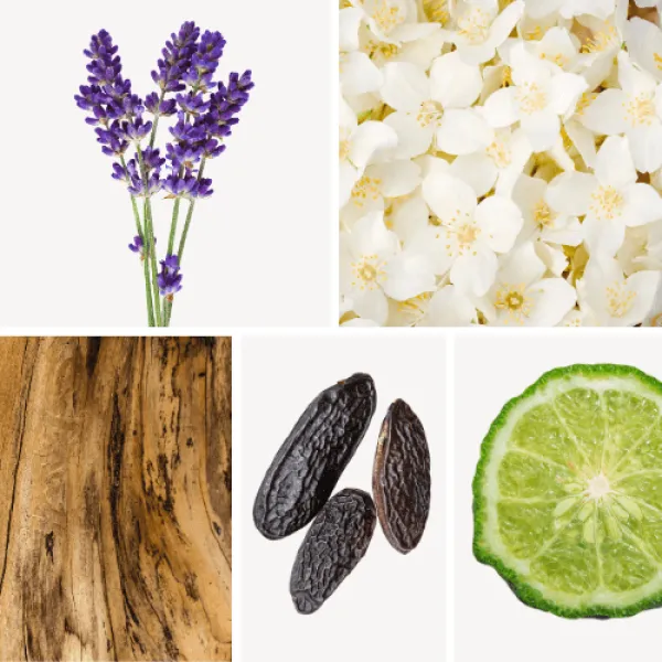 Duftnoten: Lavendel, Jasmin, Sandelholz, Coumarin, Bergamotte Duftnoten: Lavendel, Jasmin, Sandelholz, Coumarin, Bergamotte